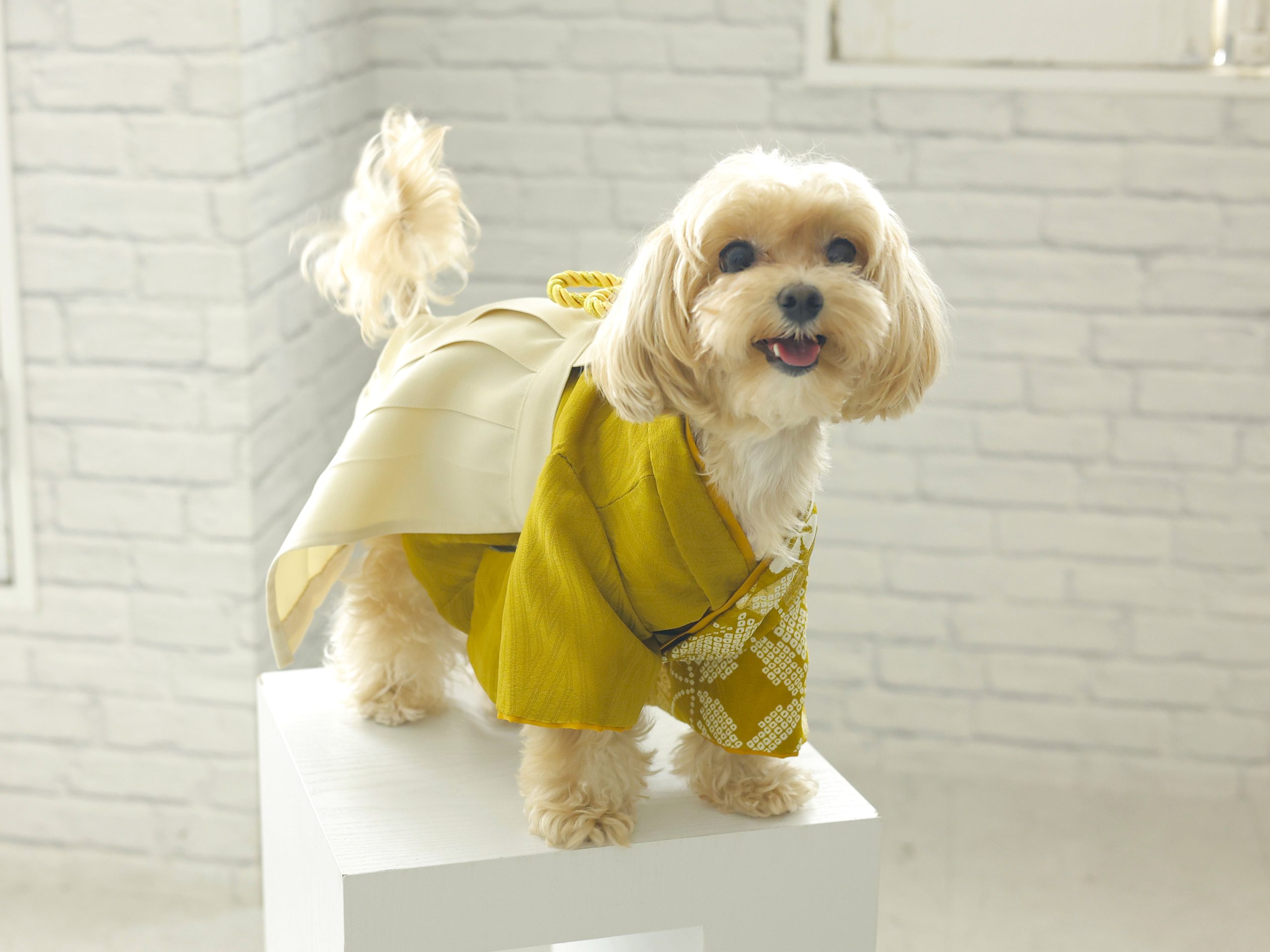 新登場】ワンちゃんも七五三？！オリジナル着物♪パパママとおそろいも