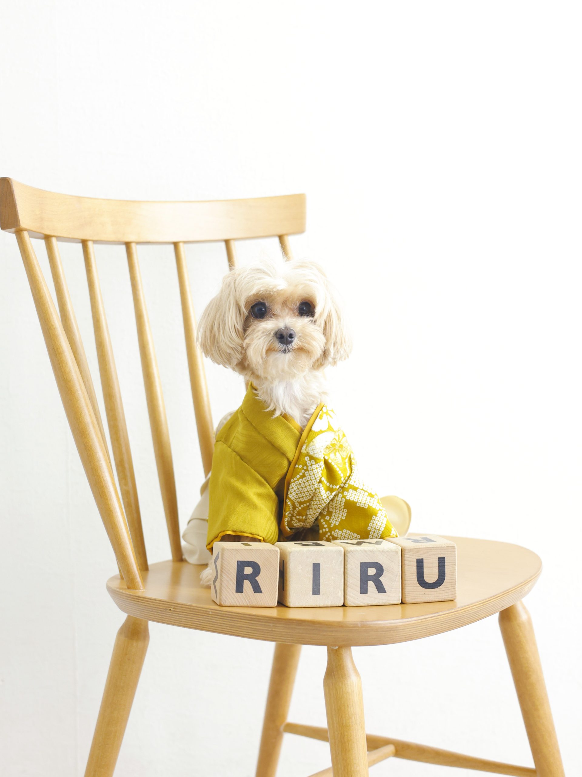犬が主役の記念写真