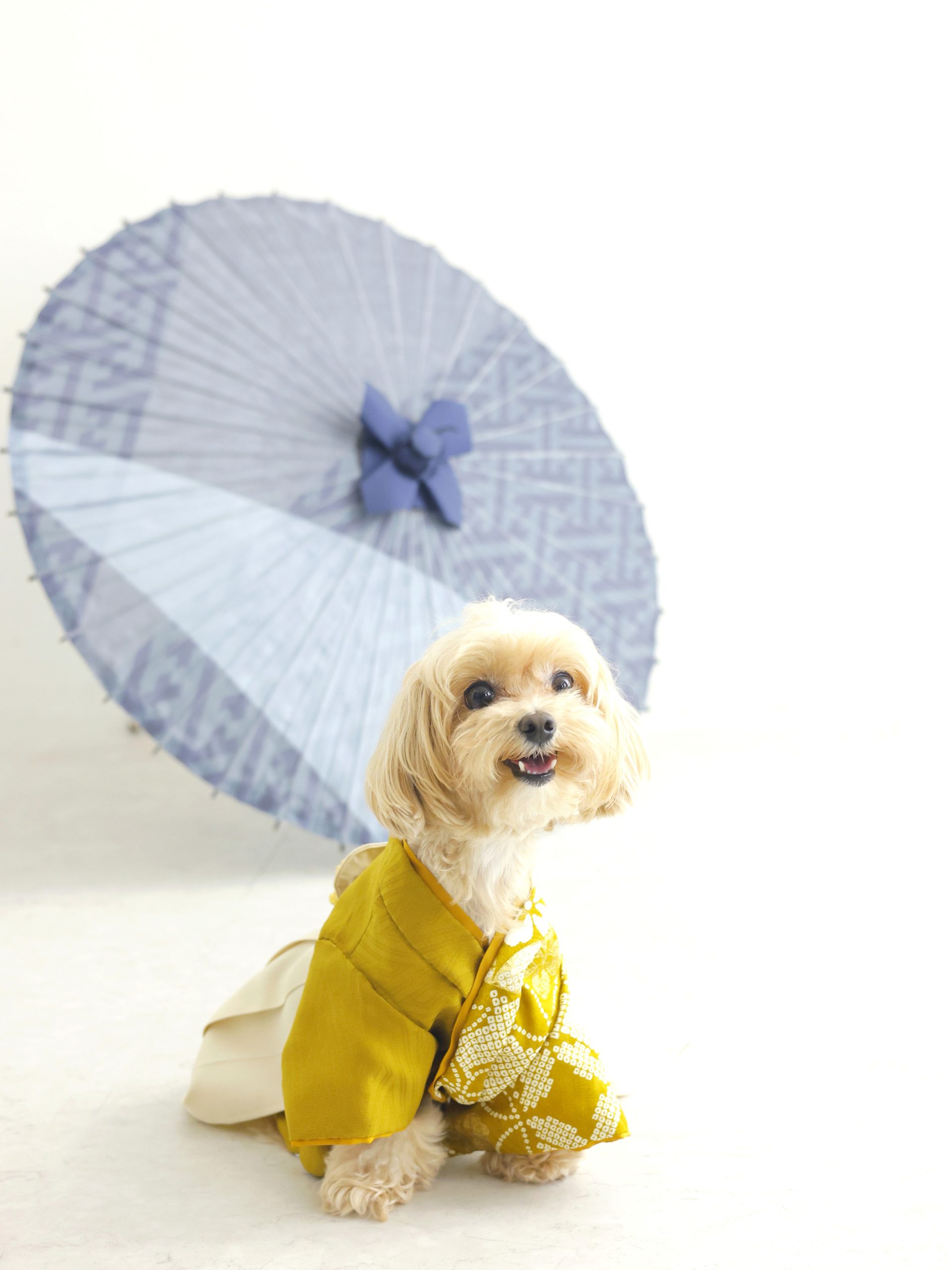 犬の七五三