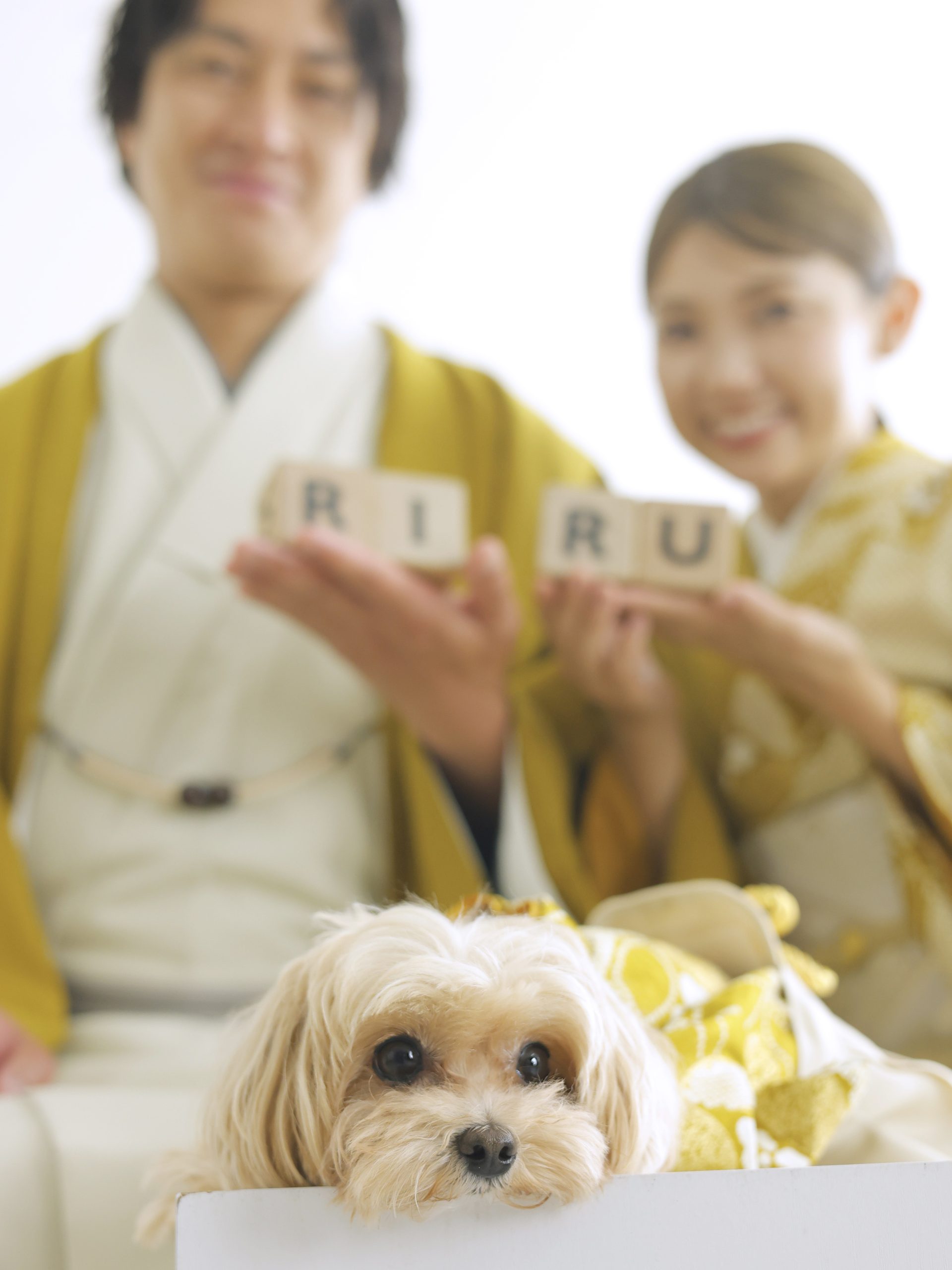 犬の七五三 家族みんなでお揃い着物